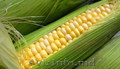 сладкая кукуруза в початках.урожай октябрь 2013год